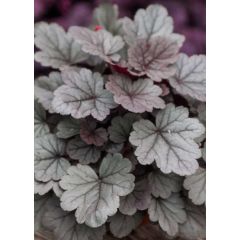 Żurawka 'Silver Gumdrop' - Heuchera Silver Gumdrop